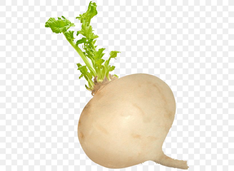 Turnip Black Spanish Radish Radishes Food Vegetable, PNG, 600x600px, Turnip, Black Spanish Radish, Digestion, Eating, Food Download Free