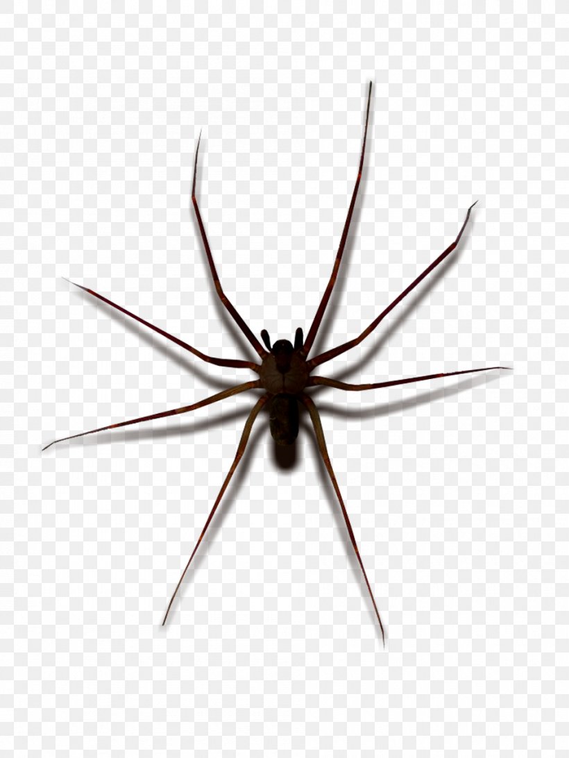 Widow Spiders STX G.1800E.J.M.V.U.NR YN May Wolf Spider, PNG, 950x1266px, Widow Spiders, Arachnid, Arthropod, Atom, Dark Download Free