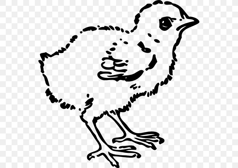Chicken Kifaranga Clip Art, PNG, 555x579px, Chicken, Art, Artwork, Beak, Bird Download Free