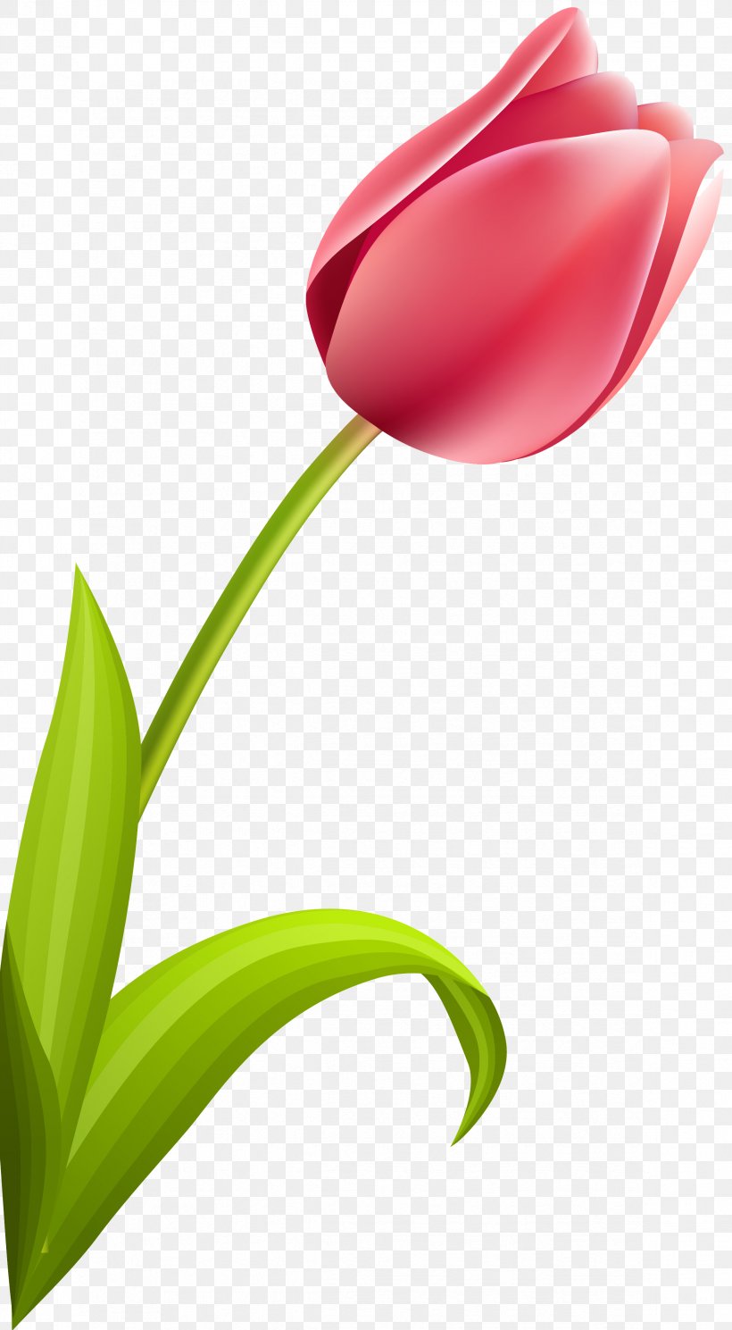 Flowering Plant Tulip Petal Plant Stem, PNG, 2342x4254px, Flowering Plant, Close Up, Flower, International Women S Day, Liliaceae Download Free
