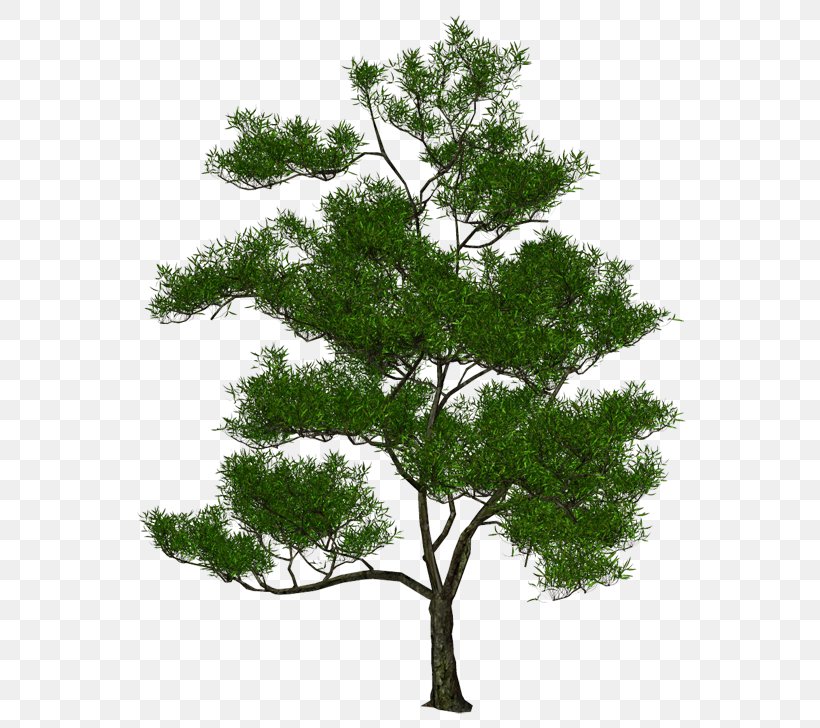 Tree 3D Computer Graphics Stock Photography Natural Environment, PNG, 600x728px, 3d Computer Graphics, Tree, Branch, Landscape, Natural Environment Download Free