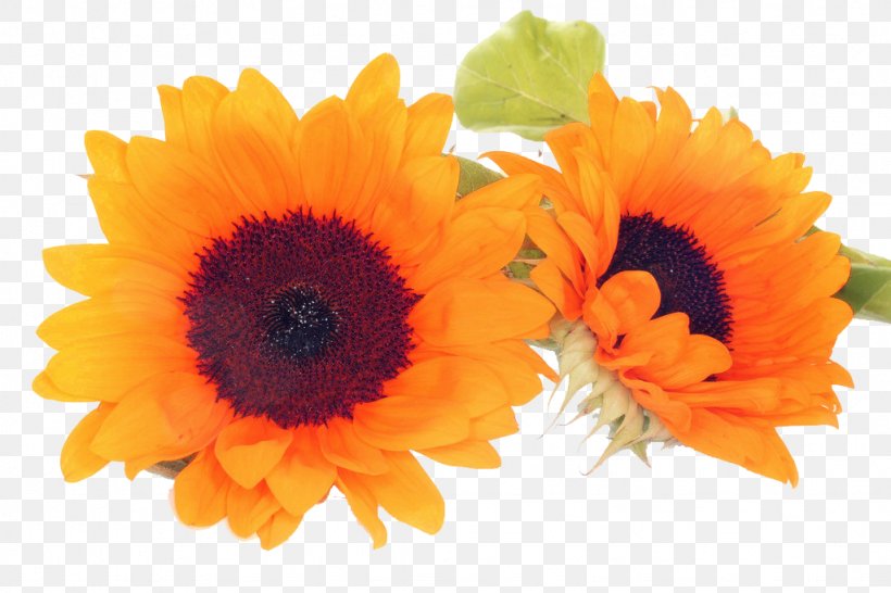 Common Sunflower Petal Cut Flowers, PNG, 1024x683px, Common Sunflower, Calendula, Calendula Officinalis, Cut Flowers, Daisy Family Download Free