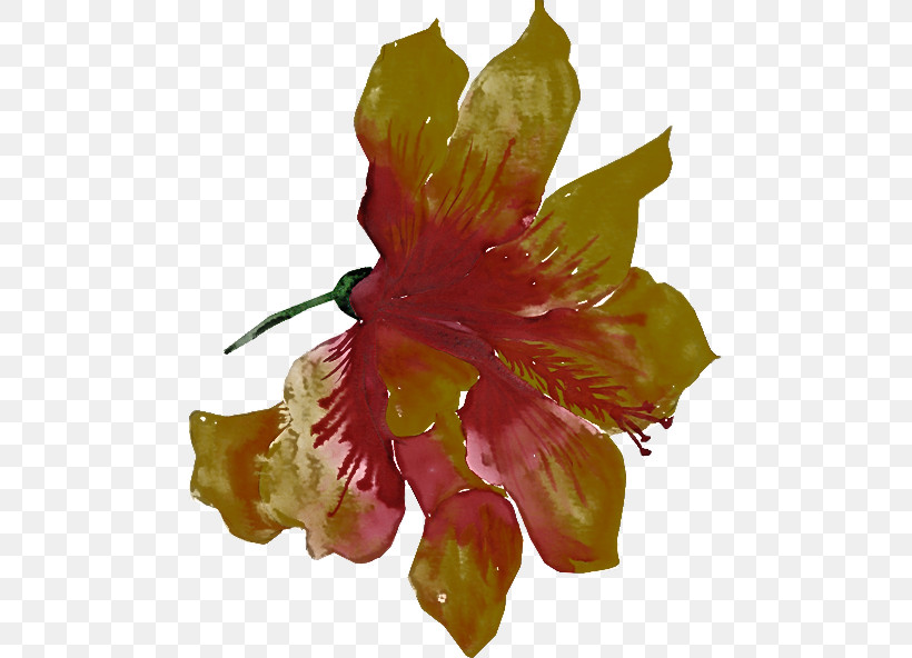 Flower Hibiscus Petal Plant Hawaiian Hibiscus, PNG, 480x592px, Flower, Cut Flowers, Daylily, Gladiolus, Hawaiian Hibiscus Download Free