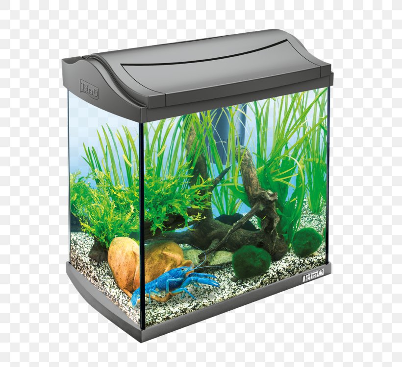 Siamese Fighting Fish Aquariums Tetra Goldfish, PNG, 750x750px, Siamese Fighting Fish, Aquarium, Aquarium Decor, Aquarium Lighting, Aquariums Download Free