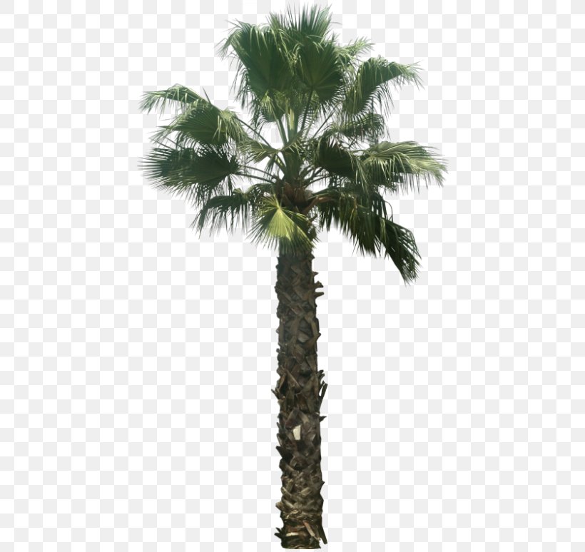 Asian Palmyra Palm Arecaceae Washingtonia Filifera Tree Attalea Speciosa, PNG, 440x774px, Asian Palmyra Palm, Areca Nut, Arecaceae, Arecales, Attalea Speciosa Download Free
