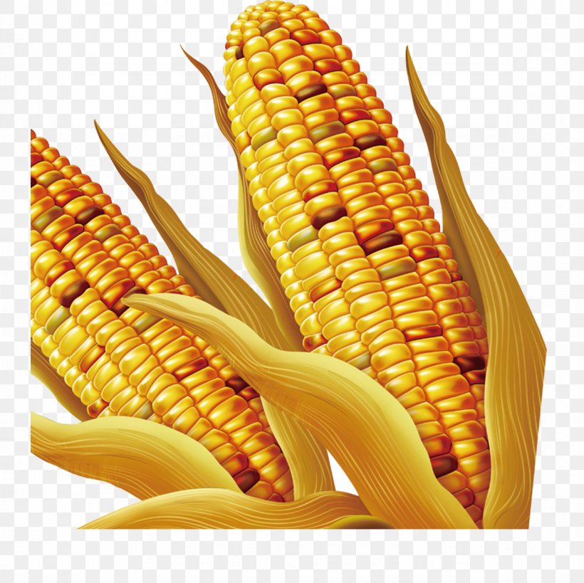 Maize, PNG, 1181x1181px, Maize, Commodity, Corn Kernels, Corn On The Cob, Food Download Free