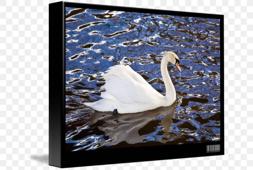 Cygnini Picture Frames Water Feather, PNG, 650x552px, Cygnini, Bird, Ducks Geese And Swans, Feather, Picture Frame Download Free