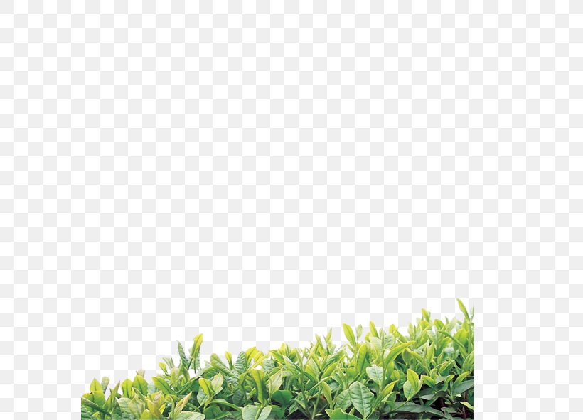 Green Tea Oolong Organic Food White Tea, PNG, 591x591px, Tea, Black Tea, Calorie, Camellia Sinensis, Food Download Free