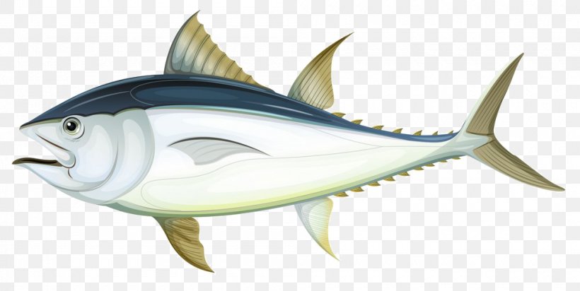 Tuna Fish Anatomy Illustration, PNG, 1000x503px, Tuna, Atlantic Bluefin Tuna, Bony Fish, Cartilaginous Fish, Drawing Download Free