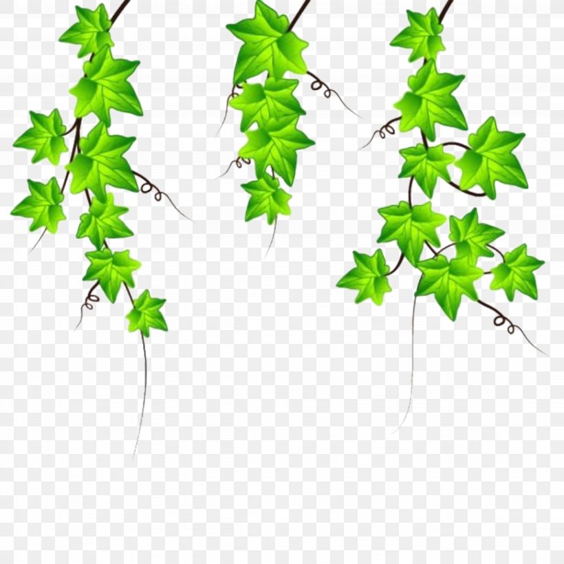 Drawing Ivy Clip Art, PNG, 4514x4514px, Drawing, Art, Branch, Flowering Plant, Graphic Arts Download Free