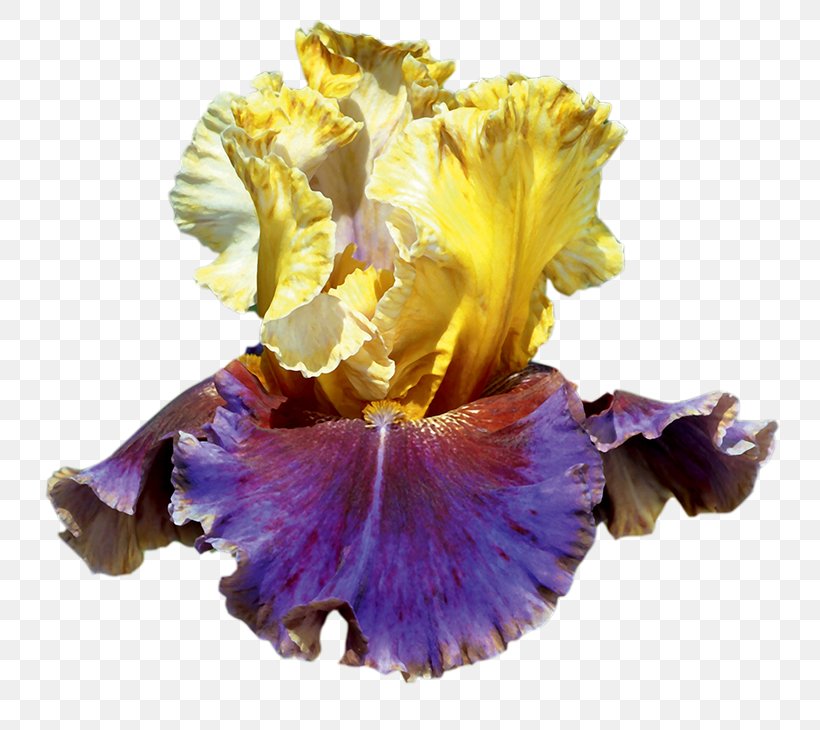 Irises Bearded Iris Cut Flowers Petal, PNG, 800x730px, Irises, Bearded ...