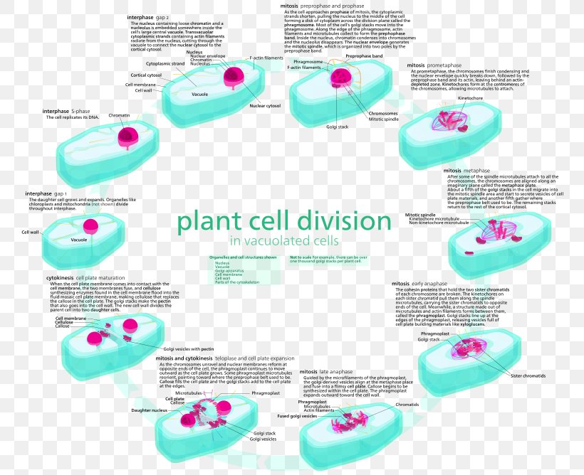 Mitosis Cell Cycle Plant Cell Interphase, PNG, 776x668px, Mitosis, Cell, Cell Cycle, Cell Cycle Checkpoint, Cell Division Download Free