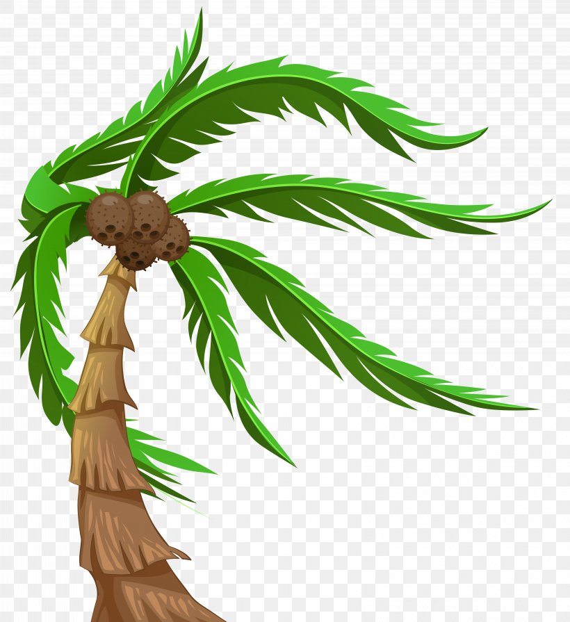 Tree Arecaceae Coconut Clip Art, PNG, 6412x7000px, Tree, Animation, Arecaceae, Arecales, Branch Download Free