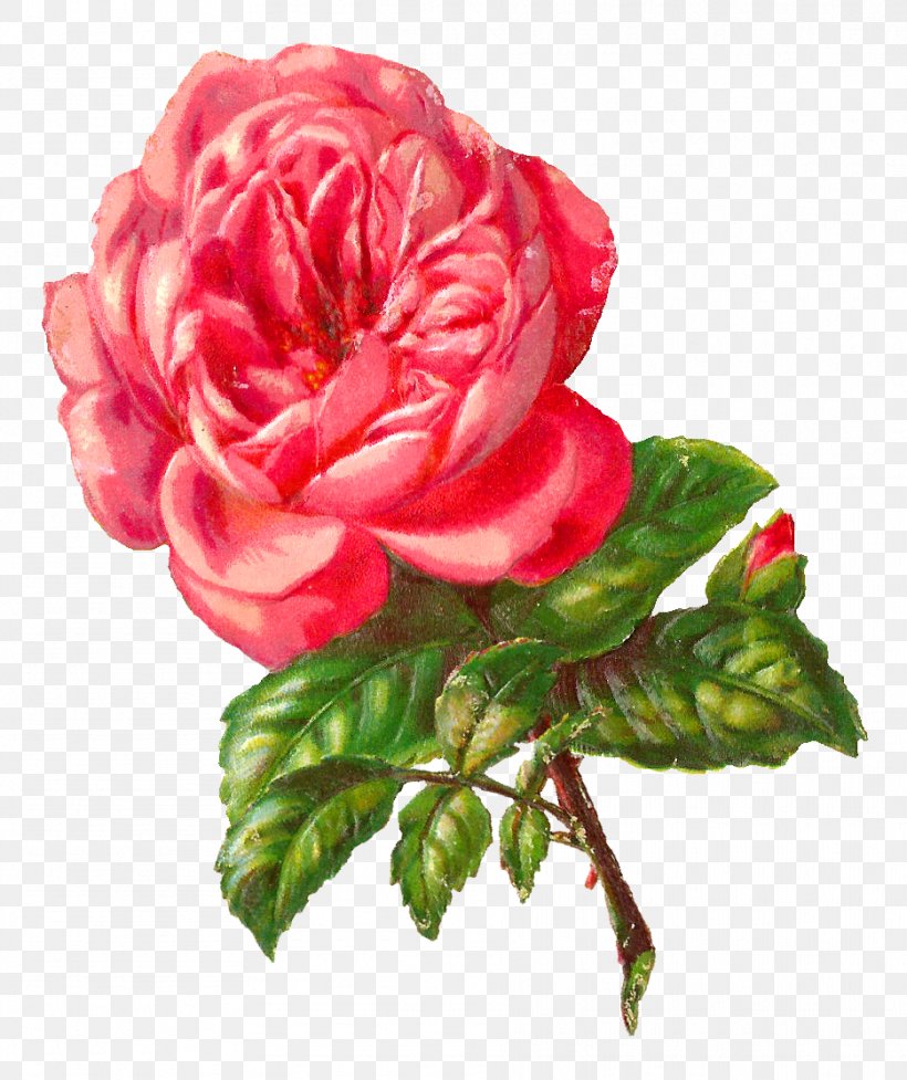 Rose Flower Pink Clip Art, PNG, 935x1115px, Rose, Art, Artificial Flower, Begonia, Botanical Illustration Download Free