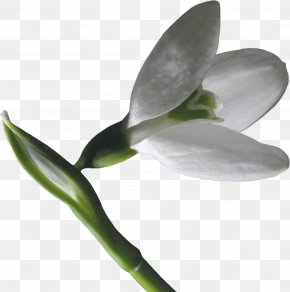 Snowdrop - Snowdrop Flower Raster Graphics Clip Art PNG