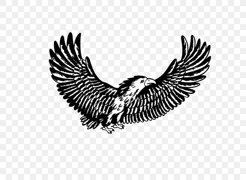 Bald Eagle Hawk Clip Art, PNG, 600x600px, Bald Eagle, Animal, Beak, Bird, Bird Of Prey Download Free