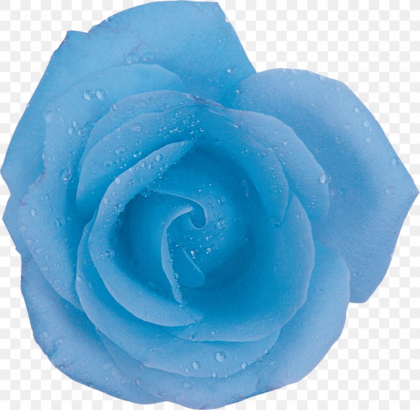 Centifolia Roses Blue Rose Flower Aqua, PNG, 1274x1242px, Centifolia Roses, Aqua, Azure, Blue, Blue Rose Download Free