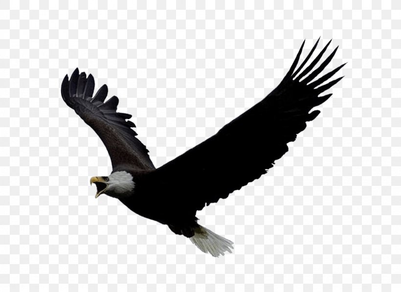 Eagle Flight PlayStation 4 Bald Eagle Oculus Rift, PNG, 1024x746px, United States, Accipitriformes, Bald Eagle, Beak, Bird Download Free