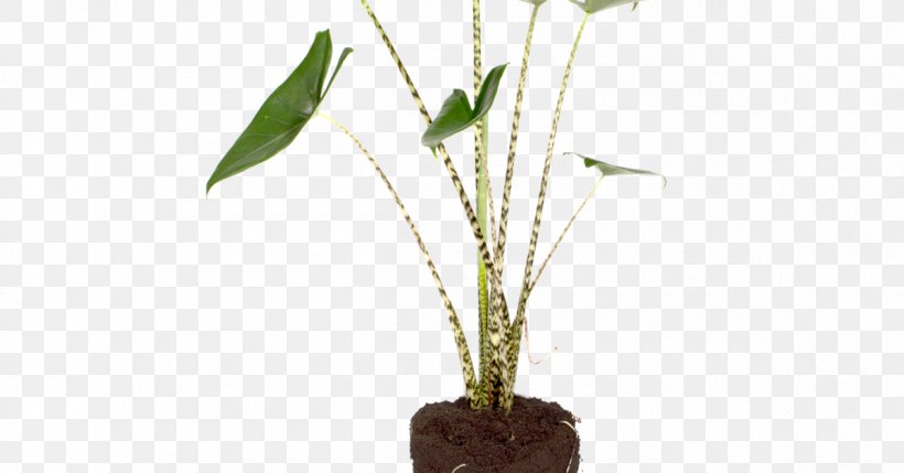 Flowerpot Alocasia Odora New Guinea Shield Wandering Jew Heart Of Jesus, PNG, 1200x628px, Flowerpot, Alocasia, Alocasia Odora, Branch, Cut Flowers Download Free
