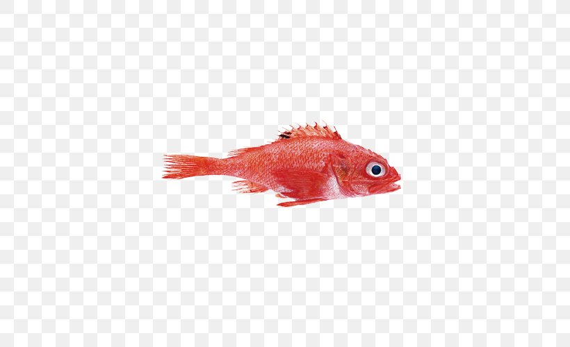 Rockfish Mullus Barbatus Northern Red Snapper, PNG, 500x500px, Fish, Marine Biology, Mullus Barbatus, Nemipterus Virgatus, Northern Red Snapper Download Free