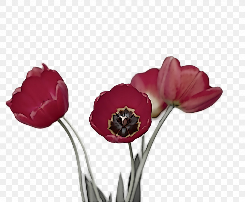 Spring Flower Spring Floral Flowers, PNG, 1552x1280px, Spring Flower, Anemone, Artificial Flower, Bud, Coquelicot Download Free