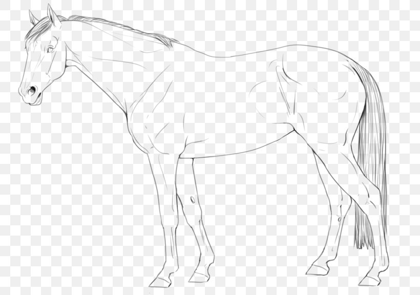 Arabian Horse Line Art American Quarter Horse Pony Stallion, PNG, 800x576px, Arabian Horse, American Quarter Horse, Animal Figure, Artwork, Black And White Download Free
