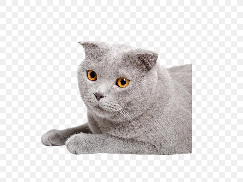 Chartreux Scottish Fold Scottish Straight Munchkin Cat Kitten, PNG, 631x614px, Chartreux, American Wirehair, Animal, Asian, British Semi Longhair Download Free