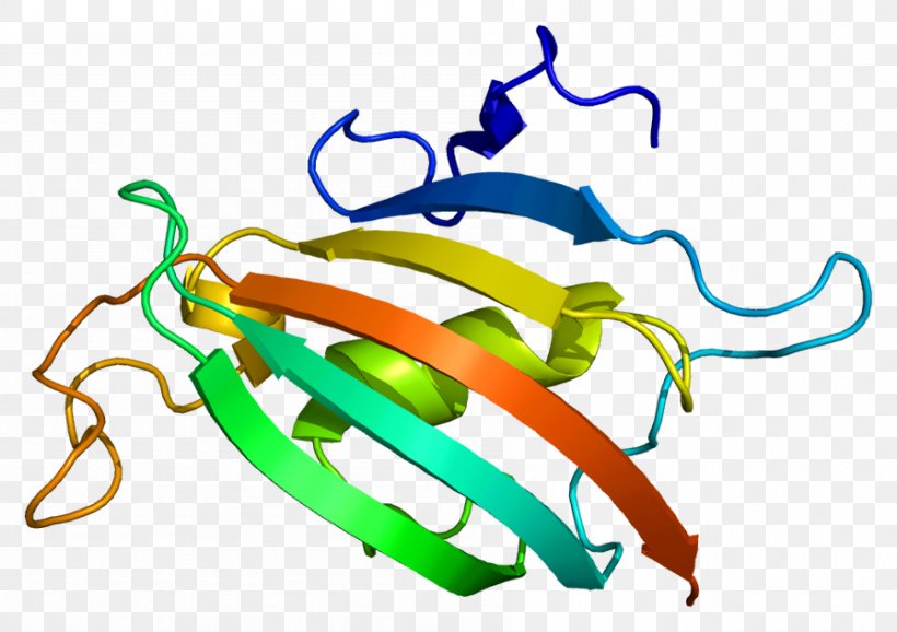 FKBP8 Immunophilins Wikipedia Prolyl Isomerase, PNG, 897x633px, Watercolor, Cartoon, Flower, Frame, Heart Download Free