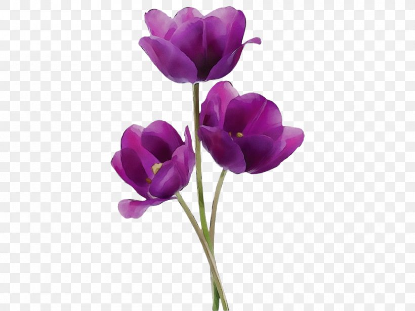 Flower Flowering Plant Purple Violet Petal, PNG, 1000x751px, Watercolor, Crocus, Cut Flowers, Flower, Flowering Plant Download Free