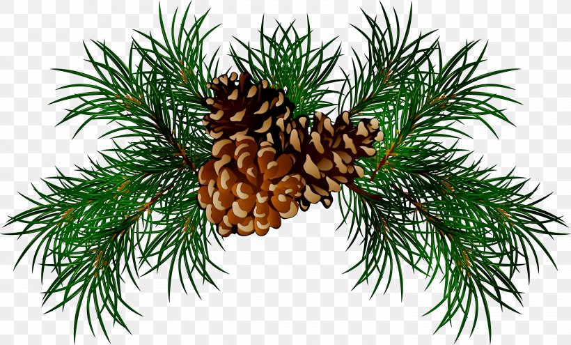 Pine Fir Spruce Conifer Cone Clip Art, PNG, 6105x3687px, Pine, American Larch, American Pitch Pine, Balsam Fir, Branch Download Free