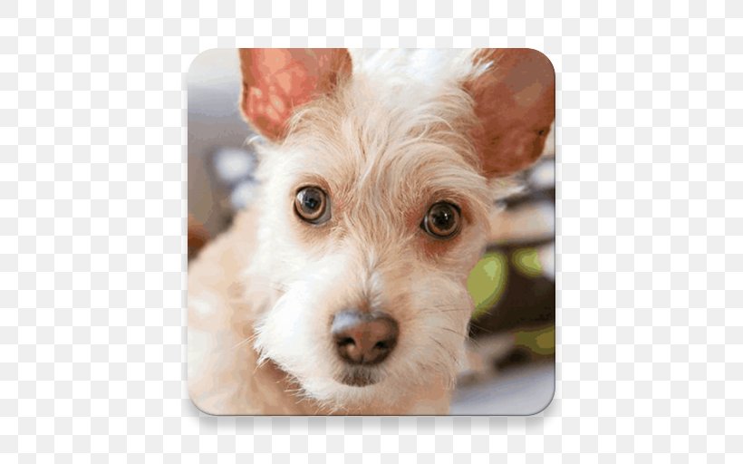 Schnoodle Puppy Dog Breed Companion Dog Terrier, PNG, 512x512px, Schnoodle, Breed, Carnivoran, Companion Dog, Dog Download Free