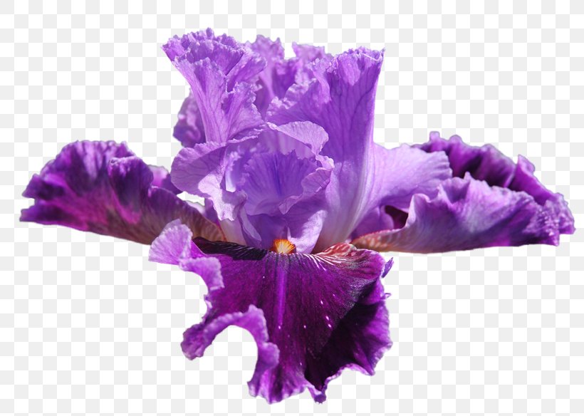 Irises Flower Clip Art, PNG, 800x584px, Irises, Animaatio, Blog, Color, Cut Flowers Download Free