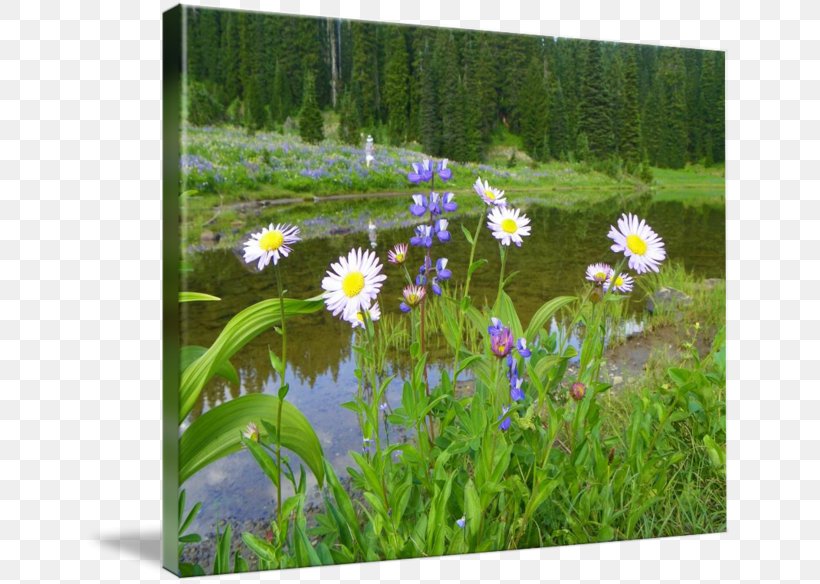 Mount Rainier Wildflower Flora Meadow Gallery Wrap, PNG, 650x584px, Mount Rainier, Art, Canvas, Flora, Flower Download Free