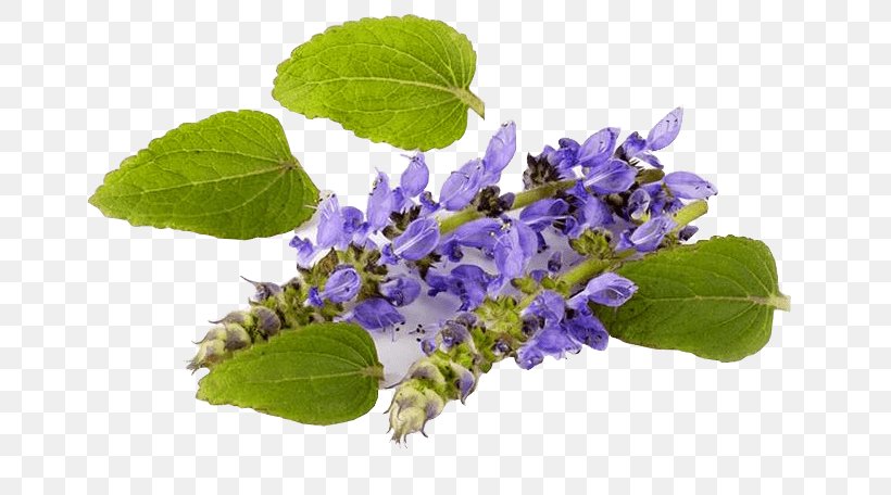 Plectranthus Barbatus Forskolin Coleus Mints Medicinal Plants, PNG, 690x456px, Plectranthus Barbatus, Ayurveda, Botanical Name, Coleus, Dietary Supplement Download Free