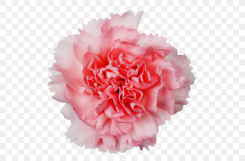 Royalty-free Photo Library ストックフォト Carnation Flower, PNG, 540x540px, Royaltyfree, Carnation, Cut Flowers, Flower, Painting Download Free