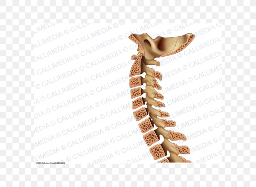 Vertebral Column Rachis Bone Neck, PNG, 600x600px, Vertebral Column, Anatomical Terms Of Location, Body Jewelry, Bone, Data Download Free