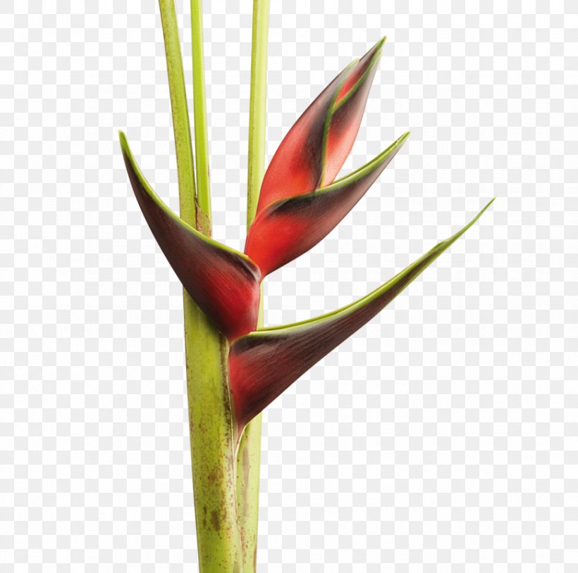 Heliconia Chartacea Cut Flowers Plant Bud Lobster-claws, PNG, 870x864px, Heliconia Chartacea, Arawak, Bud, Cut Flowers, Flower Download Free