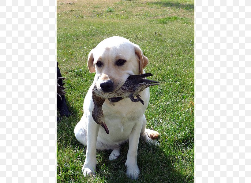 Labrador Retriever Puppy Dog Breed Companion Dog, PNG, 800x600px, Labrador Retriever, Breed, Breed Group Dog, Breeder, Carnivoran Download Free