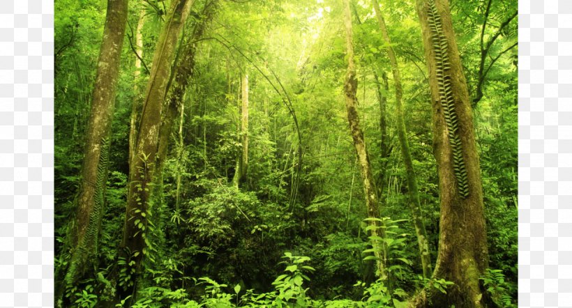 Malaysia Tropical Rainforest Tropics Landscape, PNG, 1228x662px, Malaysia, Biome, Conservation, Deciduous, Ecosystem Download Free