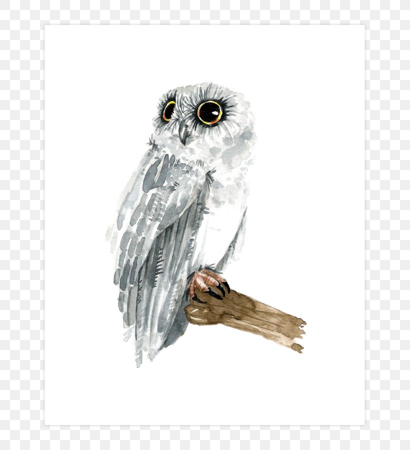 Owl Hawk Beak Stock Photography Feather, PNG, 740x900px, Owl, Beak, Bird, Bird Of Prey, Falcon Download Free