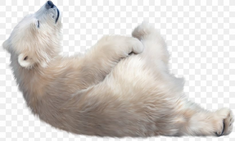 Polar Bear Kodiak Bear Clip Art, PNG, 2434x1460px, Watercolor, Cartoon, Flower, Frame, Heart Download Free