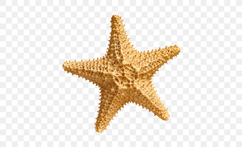 Starfish Stock Photography, PNG, 500x500px, Starfish, Echinoderm, Fotosearch, Invertebrate, Marine Invertebrates Download Free