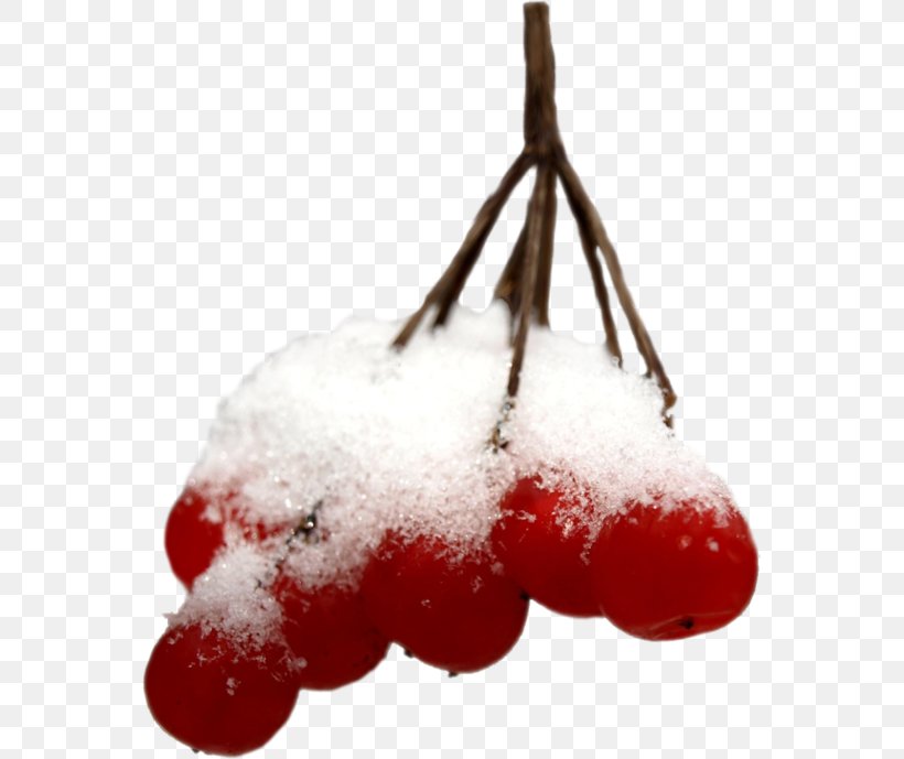 Berry Mountain-ash Snow Winter Clip Art, PNG, 562x689px, Berry, Auglis, Christmas Ornament, Digital Image, Food Download Free