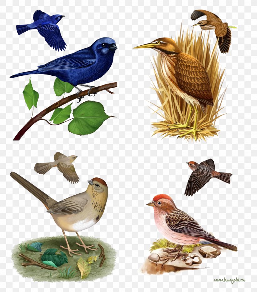 Bird Nest House Sparrow Clip Art, PNG, 1124x1280px, Bird, Animal, Azurewinged Magpie, Barn Swallow, Beak Download Free