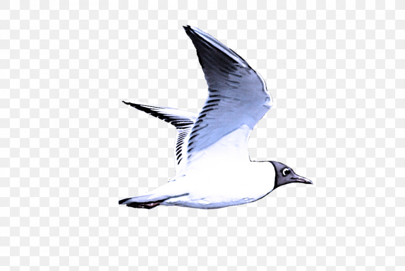 Feather, PNG, 940x631px, Gull, American Herring Gull, Beak, Biology, Birds Download Free