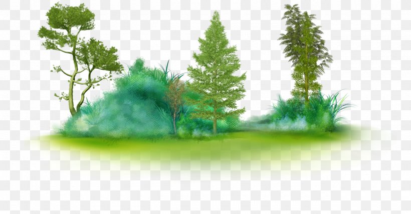Fir Tree Clip Art Branch, PNG, 1280x667px, Fir, Branch, Cedar, Conifer, Ecosystem Download Free
