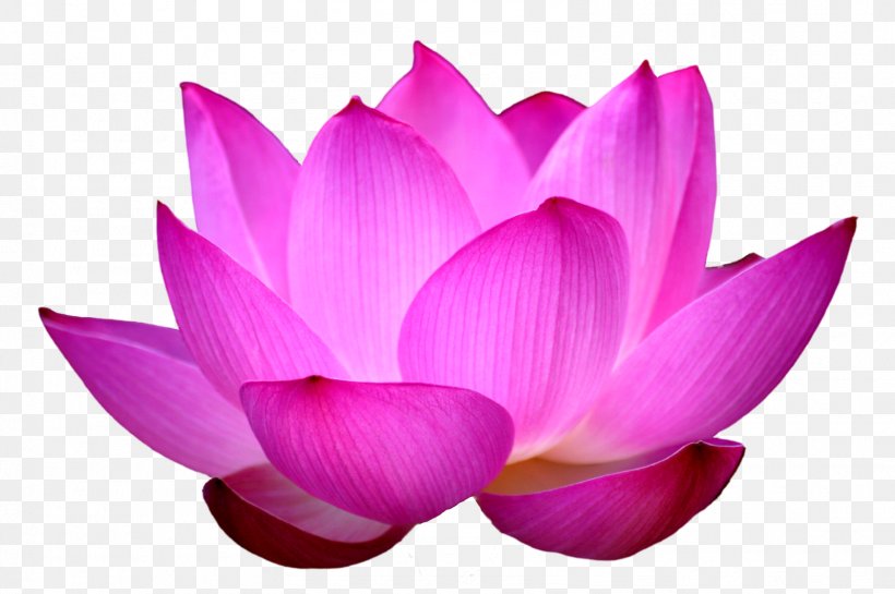 Nelumbo Nucifera Flower Egyptian Lotus Clip Art, PNG, 1598x1064px, Nelumbo Nucifera, Aquatic Plant, Byte, Egyptian Lotus, Flower Download Free