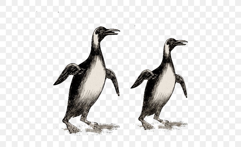 Penguin Stock Illustration Drawing Image, PNG, 600x500px, Penguin, African Penguin, Animal, Beak, Bird Download Free