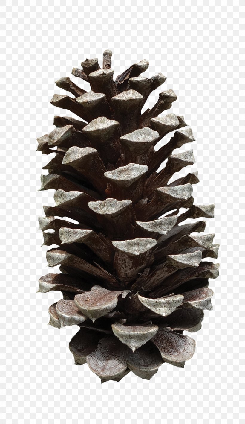 Pinus Taeda Conifer Cone Fruit, PNG, 900x1556px, Pinus Taeda, Auglis, Conifer, Conifer Cone, Conifers Download Free