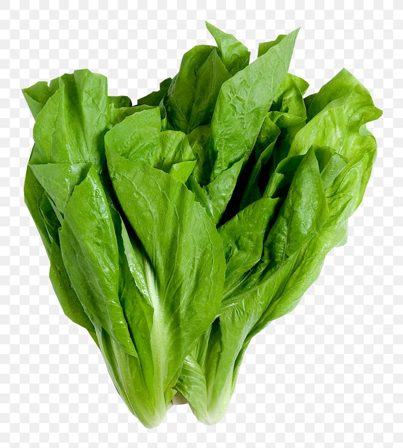 Wrap Leaf Lettuce Leaf Vegetable Romaine Lettuce Iceberg Lettuce, PNG, 800x911px, Wrap, Butterhead Lettuce, Chard, Choy Sum, Collard Greens Download Free